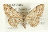  ( - CMAZ-0426)  @13 [ ] CreativeCommons - Attribution (2010) CBG Photography Group Centre for Biodiversity Genomics
