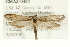  (Agavenema barberella - CMAZ-0434)  @14 [ ] CreativeCommons - Attribution (2010) CBG Photography Group Centre for Biodiversity Genomics