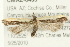  ( - CMAZ-0435)  @14 [ ] CreativeCommons - Attribution (2010) CBG Photography Group Centre for Biodiversity Genomics