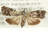  ( - CMAZ-0444)  @13 [ ] CreativeCommons - Attribution (2010) CBG Photography Group Centre for Biodiversity Genomics
