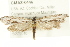  ( - CMAZ-0446)  @14 [ ] CreativeCommons - Attribution (2010) CBG Photography Group Centre for Biodiversity Genomics