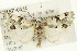  ( - CMAZ-0474)  @14 [ ] CreativeCommons - Attribution (2010) CBG Photography Group Centre for Biodiversity Genomics
