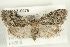  ( - CMAZ-0476)  @13 [ ] CreativeCommons - Attribution (2010) CBG Photography Group Centre for Biodiversity Genomics