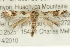  ( - CMAZ-0480)  @13 [ ] CreativeCommons - Attribution (2010) CBG Photography Group Centre for Biodiversity Genomics
