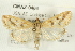  ( - CMAZ-0486)  @11 [ ] CreativeCommons - Attribution (2010) CBG Photography Group Centre for Biodiversity Genomics