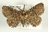  ( - CMAZ-0491)  @14 [ ] CreativeCommons - Attribution (2010) CBG Photography Group Centre for Biodiversity Genomics