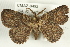  (Prosoparia perfuscaria - CMAZ-0492)  @14 [ ] CreativeCommons - Attribution (2010) CBG Photography Group Centre for Biodiversity Genomics