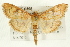  (Psara dryalis - CMAZ-0495)  @15 [ ] CreativeCommons - Attribution (2010) CBG Photography Group Centre for Biodiversity Genomics