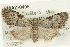  ( - CMAZ-0496)  @13 [ ] CreativeCommons - Attribution (2010) CBG Photography Group Centre for Biodiversity Genomics