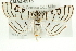  ( - CMAZ-0515)  @14 [ ] CreativeCommons - Attribution (2010) CBG Photography Group Centre for Biodiversity Genomics