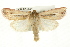 (Dargida tetera - CMAZ-0534)  @14 [ ] CreativeCommons - Attribution (2010) CBG Photography Group Centre for Biodiversity Genomics