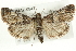  (Macalla zelleri - CMAZ-0547)  @15 [ ] CreativeCommons - Attribution (2010) CBG Photography Group Centre for Biodiversity Genomics
