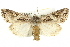  (Trichordestra prodeniformis - CMAZ-0569)  @15 [ ] CreativeCommons - Attribution (2010) CBG Photography Group Centre for Biodiversity Genomics