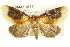  (Chrysoecia scira - CMAZ-0578)  @14 [ ] CreativeCommons - Attribution (2010) CBG Photography Group Centre for Biodiversity Genomics