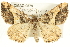  ( - CMAZ-0579)  @15 [ ] CreativeCommons - Attribution (2010) CBG Photography Group Centre for Biodiversity Genomics