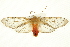  ( - CMAZ-0583)  @11 [ ] CreativeCommons - Attribution (2010) CBG Photography Group Centre for Biodiversity Genomics
