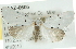  (Grotella sampita - CMAZ-0605)  @14 [ ] CreativeCommons - Attribution (2010) CBG Photography Group Centre for Biodiversity Genomics