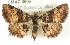  ( - CMAZ-0606)  @14 [ ] CreativeCommons - Attribution (2010) CBG Photography Group Centre for Biodiversity Genomics