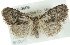  (Meganola fuscula - CMAZ-0609)  @14 [ ] CreativeCommons - Attribution (2010) CBG Photography Group Centre for Biodiversity Genomics