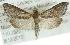  (Pyrausta napaealis - CMAZ-0617)  @15 [ ] CreativeCommons - Attribution (2010) CBG Photography Group Centre for Biodiversity Genomics