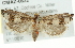  (Suleima baracana - CMAZ-0622)  @14 [ ] CreativeCommons - Attribution (2010) CBG Photography Group Centre for Biodiversity Genomics