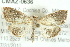  (Nephrogramma - CMAZ-0636)  @15 [ ] CreativeCommons - Attribution (2010) CBG Photography Group Centre for Biodiversity Genomics