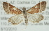  (Pyrausta lethalis - CMAZ-0645)  @15 [ ] CreativeCommons - Attribution (2010) CBG Photography Group Centre for Biodiversity Genomics