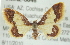  (Idaea basinta - CMAZ-0646)  @14 [ ] CreativeCommons - Attribution (2010) CBG Photography Group Centre for Biodiversity Genomics