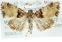 (Cobubatha dividua - CMAZ-0698)  @14 [ ] CreativeCommons - Attribution (2010) CBG Photography Group Centre for Biodiversity Genomics