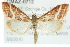  (Pyrausta volupialis - CMAZ-0712)  @15 [ ] CreativeCommons - Attribution (2010) CBG Photography Group Centre for Biodiversity Genomics