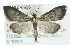  (Pyrausta demantrialis - CMAZ-0726)  @14 [ ] CreativeCommons - Attribution (2010) CBG Photography Group Centre for Biodiversity Genomics