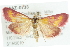  ( - CMAZ-0733)  @13 [ ] CreativeCommons - Attribution (2010) CBG Photography Group Centre for Biodiversity Genomics
