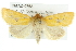  ( - CMAZ-0768)  @15 [ ] CreativeCommons - Attribution (2010) CBG Photography Group Centre for Biodiversity Genomics
