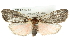  ( - CMAZ-0783)  @12 [ ] CreativeCommons - Attribution (2010) CBG Photography Group Centre for Biodiversity Genomics