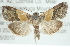  ( - CMAZ-0680)  @14 [ ] CreativeCommons - Attribution (2010) CBG Photography Group Centre for Biodiversity Genomics