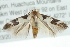  ( - CMAZ-0683)  @14 [ ] CreativeCommons - Attribution (2010) CBG Photography Group Centre for Biodiversity Genomics
