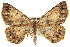  ( - BIOUG02041-B01)  @13 [ ] CreativeCommons - Attribution (2012) CBG Photography Group Centre for Biodiversity Genomics