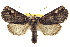  ( - BIOUG02041-B03)  @11 [ ] CreativeCommons - Attribution (2012) CBG Photography Group Centre for Biodiversity Genomics