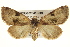  ( - BIOUG02041-C10)  @14 [ ] CreativeCommons - Attribution (2012) CBG Photography Group Centre for Biodiversity Genomics