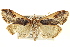  (Loxostege albiceralis - BIOUG02041-E09)  @14 [ ] CreativeCommons - Attribution (2012) CBG Photography Group Centre for Biodiversity Genomics