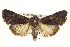  ( - BIOUG02041-G02)  @14 [ ] CreativeCommons - Attribution (2012) CBG Photography Group Centre for Biodiversity Genomics