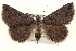  ( - BIOUG02041-H01)  @14 [ ] CreativeCommons - Attribution (2012) CBG Photography Group Centre for Biodiversity Genomics