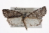  ( - CMAZ-0319)  @13 [ ] CreativeCommons - Attribution (2010) CBG Photography Group Centre for Biodiversity Genomics