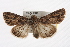  ( - CMAZ-0341)  @14 [ ] CreativeCommons - Attribution (2010) CBG Photography Group Centre for Biodiversity Genomics