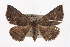  ( - CMAZ-0349)  @15 [ ] CreativeCommons - Attribution (2010) CBG Photography Group Centre for Biodiversity Genomics