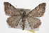  ( - CMAZ-0350)  @14 [ ] CreativeCommons - Attribution (2010) CBG Photography Group Centre for Biodiversity Genomics