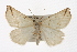  ( - CMAZ-0352)  @14 [ ] CreativeCommons - Attribution (2010) CBG Photography Group Centre for Biodiversity Genomics