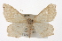  ( - CMAZ-0355)  @14 [ ] CreativeCommons - Attribution (2010) CBG Photography Group Centre for Biodiversity Genomics