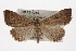  (Bleptina n. sp. 7 - CMAZ-0366)  @14 [ ] CreativeCommons - Attribution (2010) CBG Photography Group Centre for Biodiversity Genomics