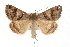  ( - CMAZ-0374)  @13 [ ] CreativeCommons - Attribution (2010) CBG Photography Group Centre for Biodiversity Genomics